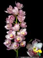 Cymbidium Tarte